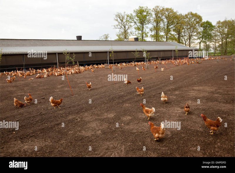 Chicken road gokkast - Eerste Glimpse van de Vuurige Chicken Road Gokspel in Nederland
