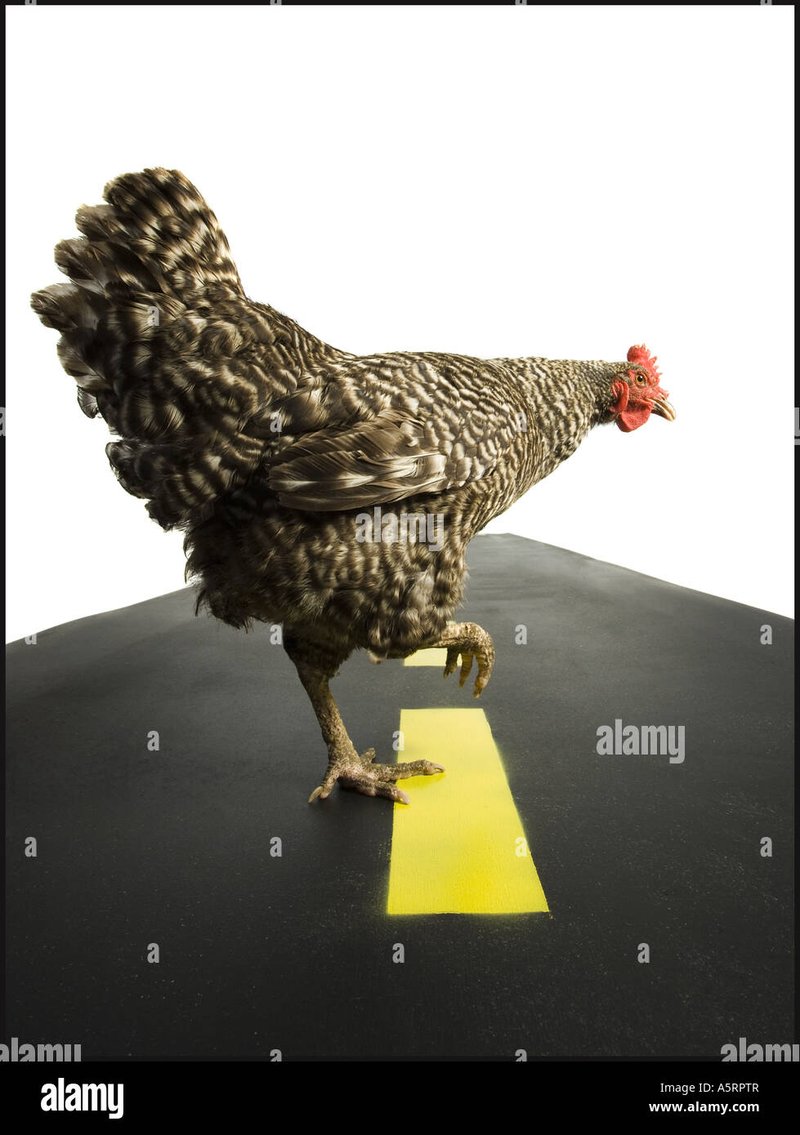 Image: Conoce el Misterioso Juego de Azar que se Dispara en el Camino del Pollo