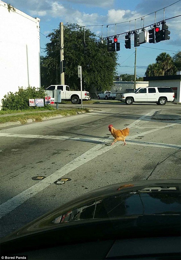 Spain - chicken road game